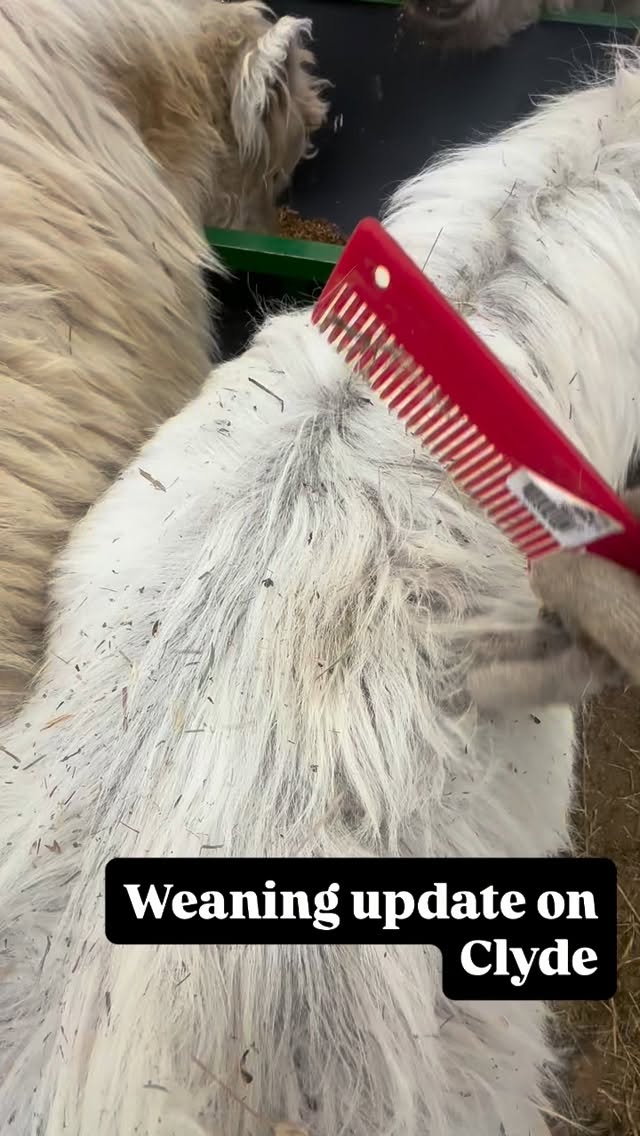 Little Baron Clyde is weaned from his mama Breeze and getting closer to graduating his handling and desensitizing course! #rockymountainreindeerfarm #minihighland #minihighlandcow #minicow #minicowsofinstagram
