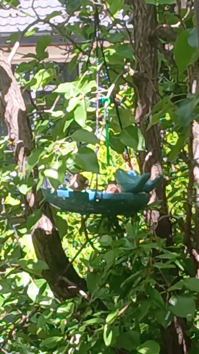 View from my window. Making sure the birds and other critters have plenty of food and water in this heat. 💚