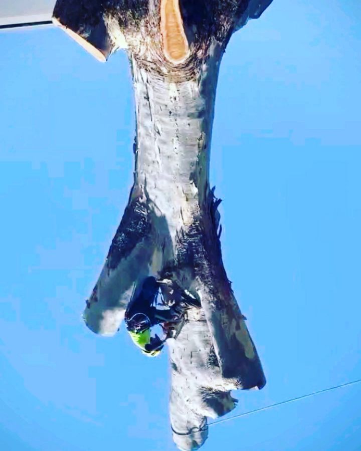 Some awkwardly big wood! Was a bit uncomfortable but she came down alright π Swipe to add tree! π€ #yeeha