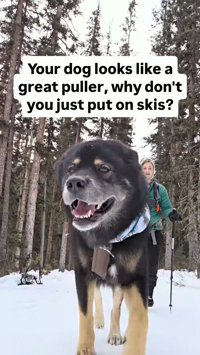 When these paws touch snow, it's a matter of *when* not *if* the zoomies will take over. π And trust me you don't wanna be on skis when that happens. π€£
Shout-out to @nonstopdogwear whose CaniX 2.0 belt and bungee lead make my zoomies much easier on mom's body than they would be otherwise π€£