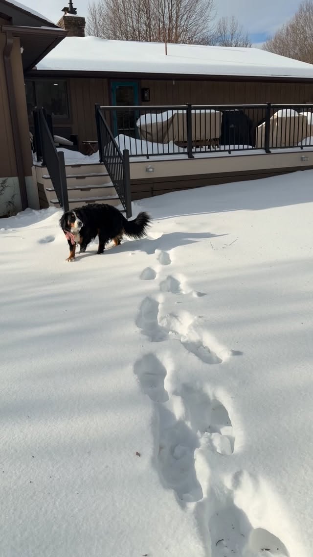 We got this! We are big and brave and not scared of the ground choosing to be different heights at random times!
#bernersofinstagram #snow #dog #brave #doggo