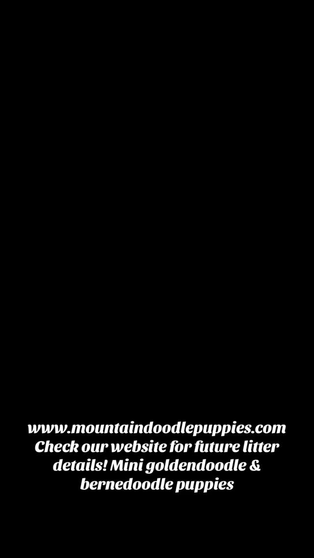 www.mountaindoodlepuppies.com #puppy #doodlepuppy #puppies #doodlepuppies #bernedoodle