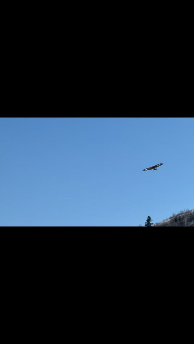 🦅 Eagle Festival — A Living Heritage of Trust 🇲🇳
One of the most unique aspects of the Eagle Festival is the art of training one’s own hunting eagle. It represents a deep bond built on patience, trust, and years of companionship between the eagle hunter and their bird.
More than just hunting, this tradition is a living heritage of Mongolia’s nomadic culture, passed down through generations. 🦅🐎
Discover more at: https://www.mongoliantour.guide/.
#enzatoursllc #mongoliatravel #exploremongolia
#MongolianCulture #NomadicHeritage #GoldenEagle
#EagleHunters #livingheritage #mongolia🇲🇳
#TraditionsOfMongolia #VisitMongolia #ExploreMongolia #CulturalTravel #AuthenticMongolia #NomadLife #HumanAndNature #travelmongolia🇲🇳