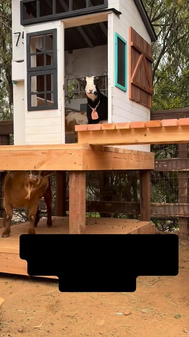 G O A T V I L L E. New structures. New smells. New nap spots.
Watching the goats discover Goatville might be our favorite thing ever.
.
#Goatville #SpoiledGoats #HappyGoats #FarmLife #GoatEnrichment