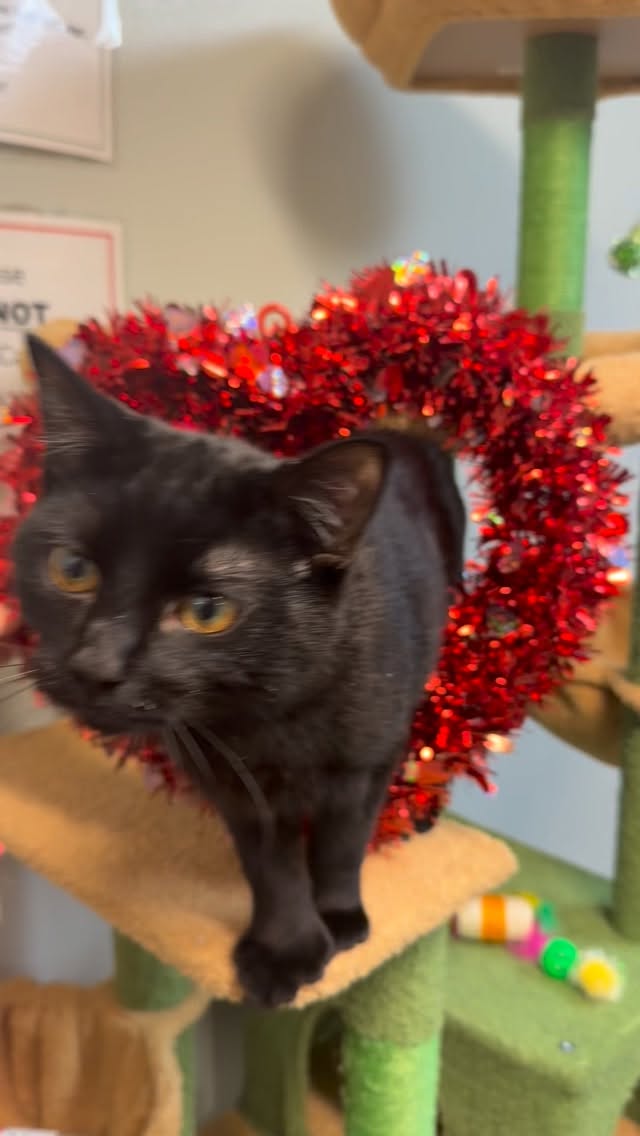 Behind the scenes of what was supposed to be a cute Valentine’s Day photo shoot with Ekho. 🫣❤️😂 🐈⬛
#meow #cats #adopt #kodiakanimalshelter #fyp