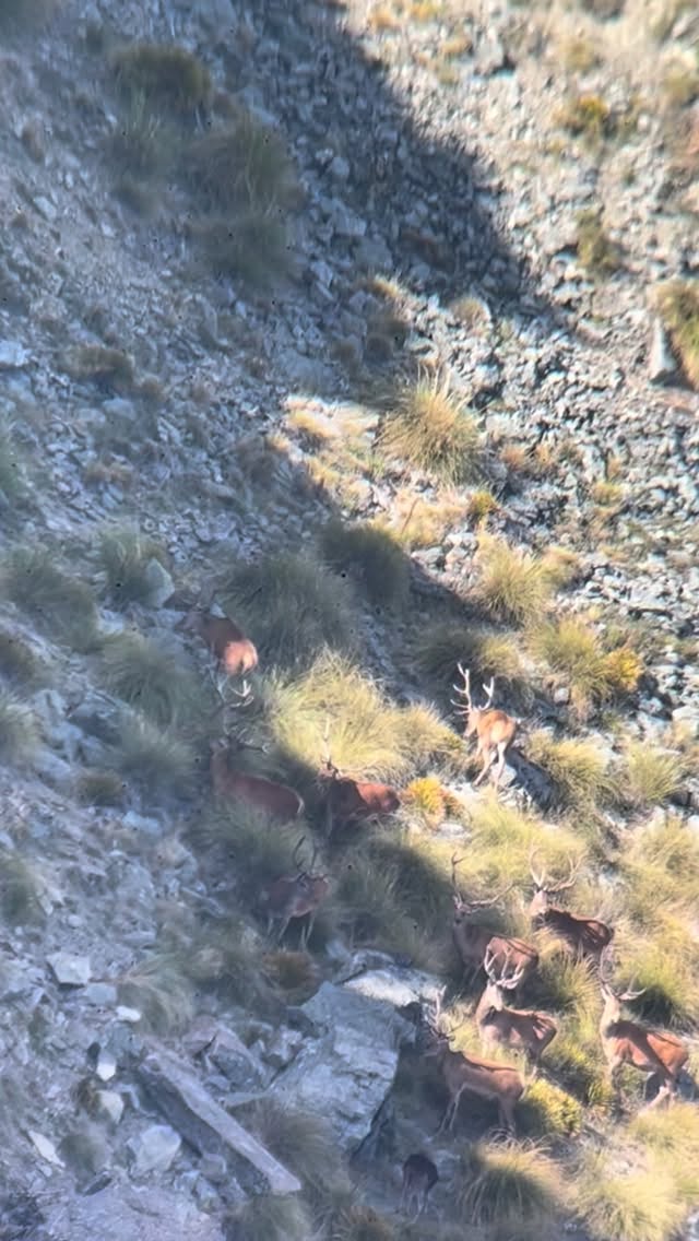 Mob of young stags about to start stripping their velvet, that time of year again! #stag #huntingseason #southislandhuntingnz #hunting #redstag