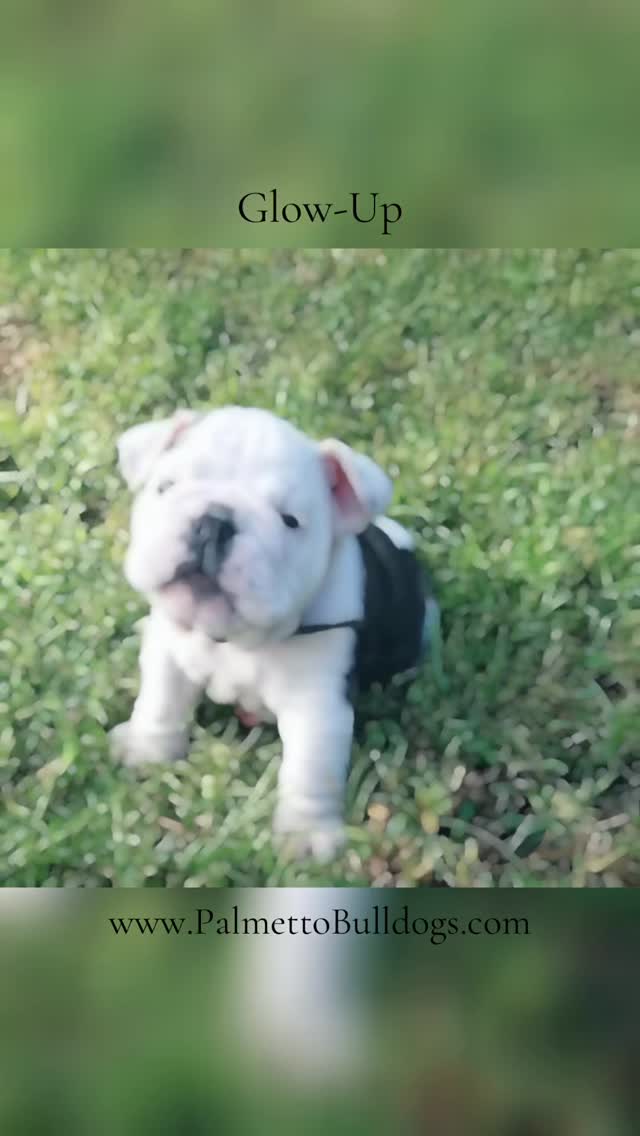 #palmettobulldogs #englishbulldog #bulldogsofig #glowup #love