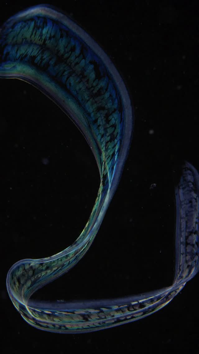 Night sea phantoms
Glowing jelly creatures float like tiny galaxies in the mid night seas. Strange, see-through organisms drift through the deep water, shining with unknown alien lights. These mysterious animals look like ghosts as they move slowly towards my camera dome in the silent, cold ocean.
Filmed by Marcelo Johan Ogata #bugdreamer
#night #ocean #seacreatures #wildlife