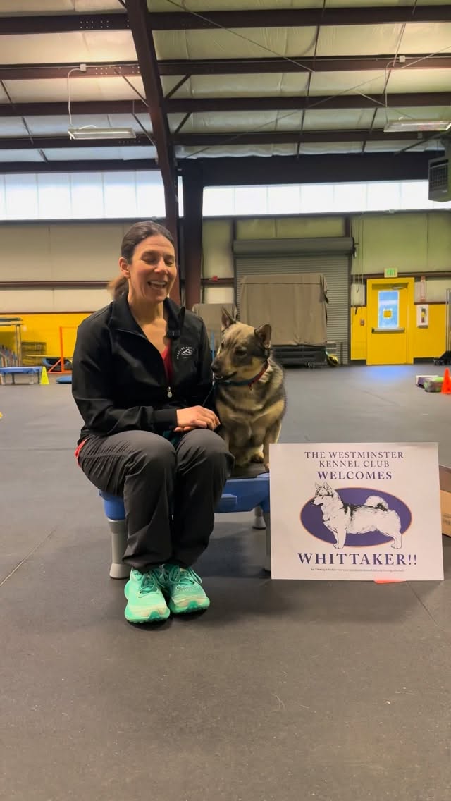 From Oregon to New York, thank you all for the incredible support as Whitaker and I head to the Westminster Dog Show! 💙 Your encouragement means the world, and we’re proud to represent our community on this big adventure. Stay tuned, we’ll be back with stories from the ring! 🗽
📺Stream the event: https://www.westminsterkennelclub.org/viewing-schedule/