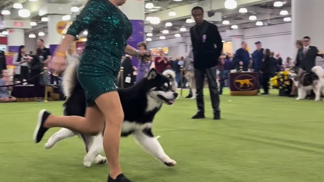 Our ๐ค RIP ๐ค competing at the 150th Westminster Kennel Club Dog Show this past weekend in the big apple! ๐๐ฝ Weโre so proud of this young boy and what he will come to accomplish! ๐๐๐โจ๐พ
๐๐ผ๐ ๐พ๐ ๐พ๐ผ๐ ๐๐พ๐ ๐๐ฃ๐ฉ๐๐๐ง๐๐ฉ๐ฎ ๐๐๐ก๐ซ๐๐ง๐๐ง๐๐๐ขโ๐จ ๐๐๐๐๐๐ฎ ๐๐ง๐ค๐ข ๐ฝ๐๐ฎ๐ค๐ฃ๐ ๐
โโ
๐ง teracorrigan@gmail.com
๐ (613) 492-0110
๐ www.integritykennels.ca
โโ
#integritykennels #alaskanmalamute #americankennelclub #canadiankennelclub #ethicalbreeder
