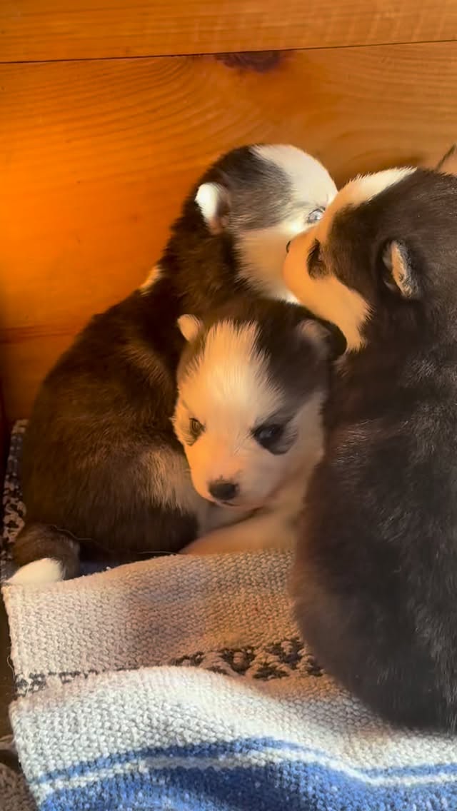 Our ❤️#puppies#pups#huskymix#goodog#heartdog