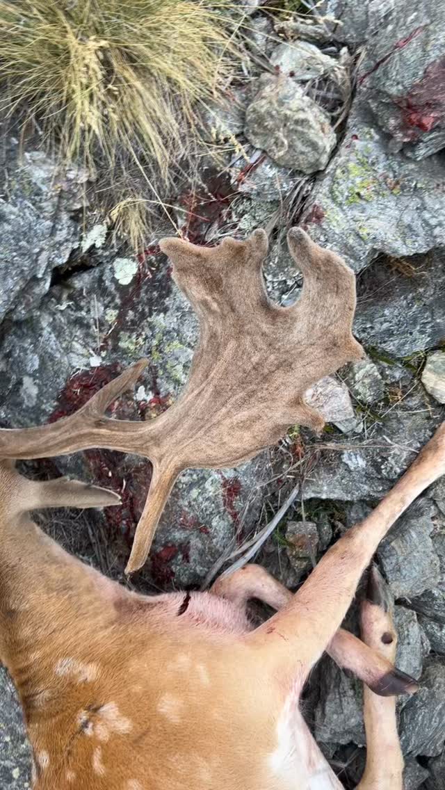 Old fallow buck starting to strip his velvet 👌🏼 #southislandhuntingnz #hunting #fallow #buck #outdoors