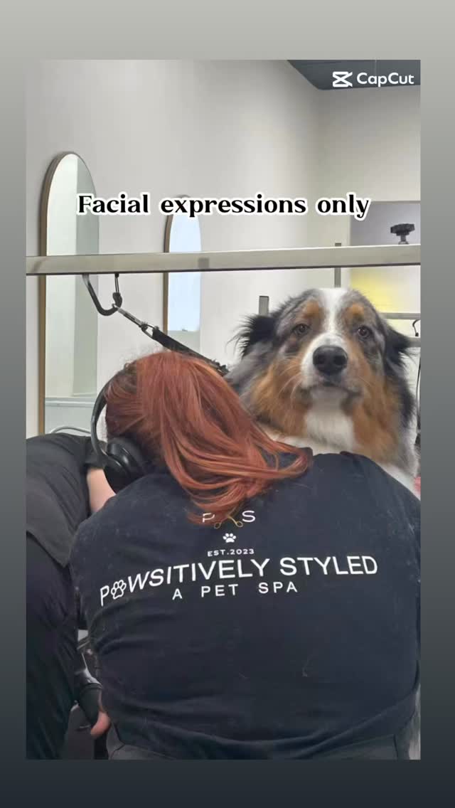 #pawsitivelystyled #doggrooming #funnyvideos