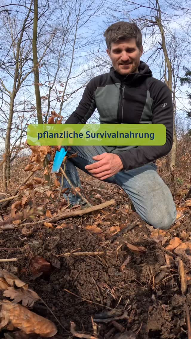 PFLANZLICHE SURVIVAL-NAHRUNG - Wunsch vs Realität 🌿🫚
Essbare Wildpflanzen sind keine hochkalorischen Döner Kebaps 😀
Gewürz, Salat, Heilpflanzen, Vitamine, ein bisschen Gemüse….alles das findet man draussen wild…aber ein Tagesbedarf an Kalorien, das ist eine ganz andere Nummer! Wilde Wurzeln sind klein und oft verholzt, für Beeren / Nüsse ist nicht immer die optimale Jahreszeit und das Grünzeug liefert keine wesentlichen Kalorien!
In einer längeren Survivalsituation ist jede Kalorie willkommen, d.h. man muss nicht jeden Tag den Tagesbedarf decken…aber das Gefühl man könnte draussen mit ein bisschen Sammeln in einfacher Weise seine Kalorien holen, vergiss es!
#essbarewildpflanzen #wildkräuter #pflanzlichenotnahrung #survival #foraging