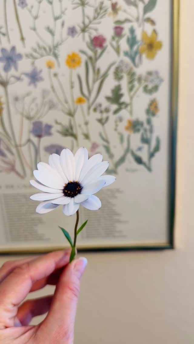 Just admiring nature…
These stunning little beauties are blooming right now and I can’t get enough of them.
They are white on top and lavender underneath. The center is just bonkers too - the video doesn’t do it justice. It is this ultra rich purple with a little crown of orange pollen. SO PRETTY!!!
This is your sign to look closely and appreciate the little things. ✨
#naturesbeauty #daisy #landaruenartshop