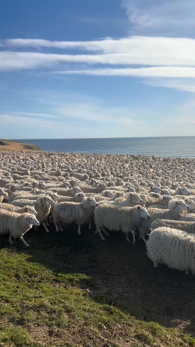Long Point Headwaters ewes with 10/10 ocean views 🌊🐑✨