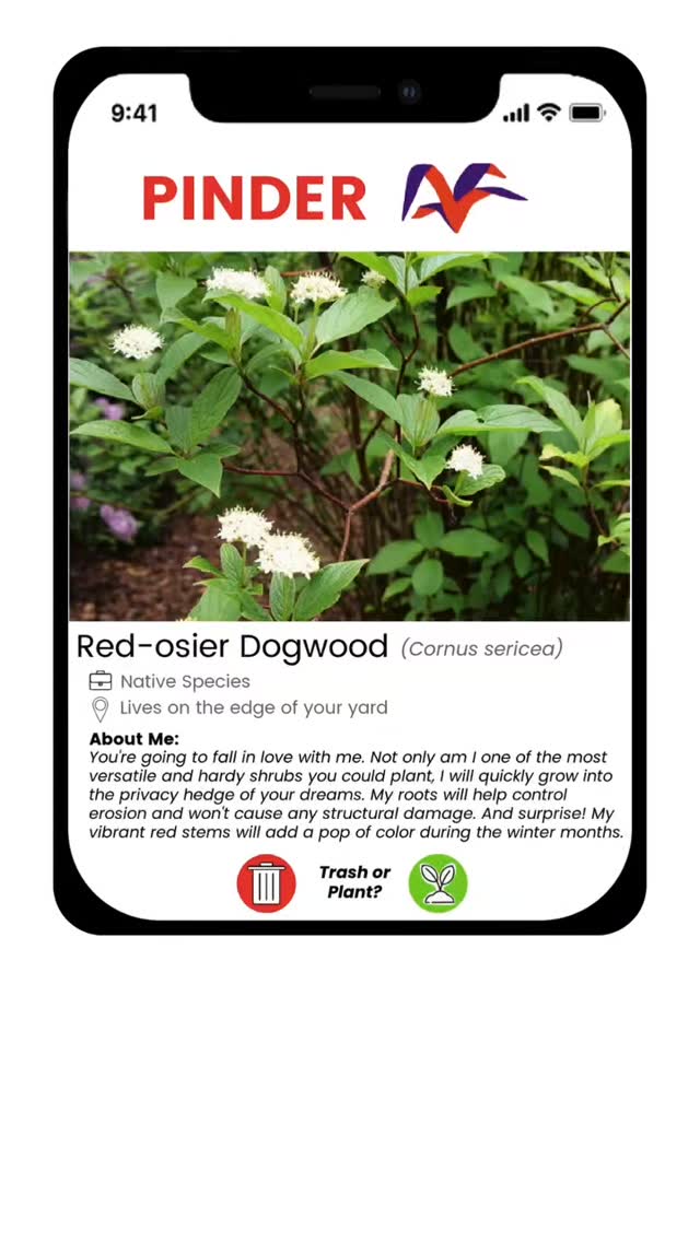 It's so easy to fall in love with native plants!
Browse our Pinder guide (plant tinder 🤭) to help pick your plants like you pick your partner.
So what will you plant or trash this Valentine's Day?
#nativeplants #valentinesday #tinder #plants #invasivespecies