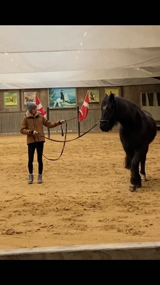 I am so happy to be here in Denmark at Lindegard. (despite the cold weather)
#academicartofriding #horseeducation #horsetraining #development #weiterbildung