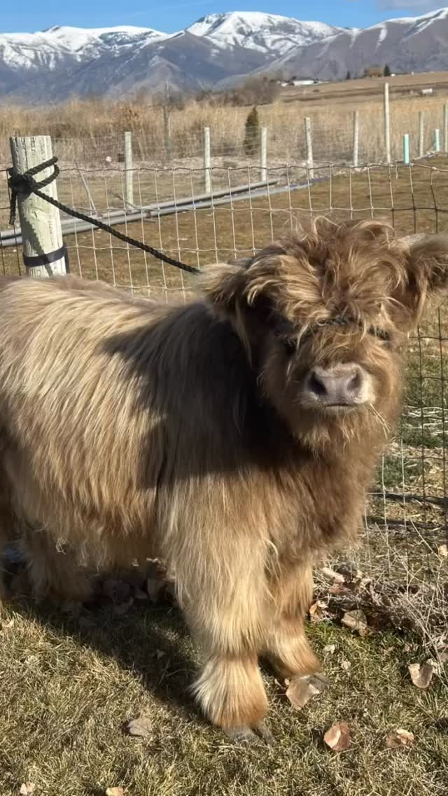 Cute fluffy ones to cuddle with and bring us a sweet treat. Or have a cow bring me flowers that'd be cool too! #minihighland #rockymountainreindeerfarm #minicow #girlswantcowsforvalentinesday #Valentine