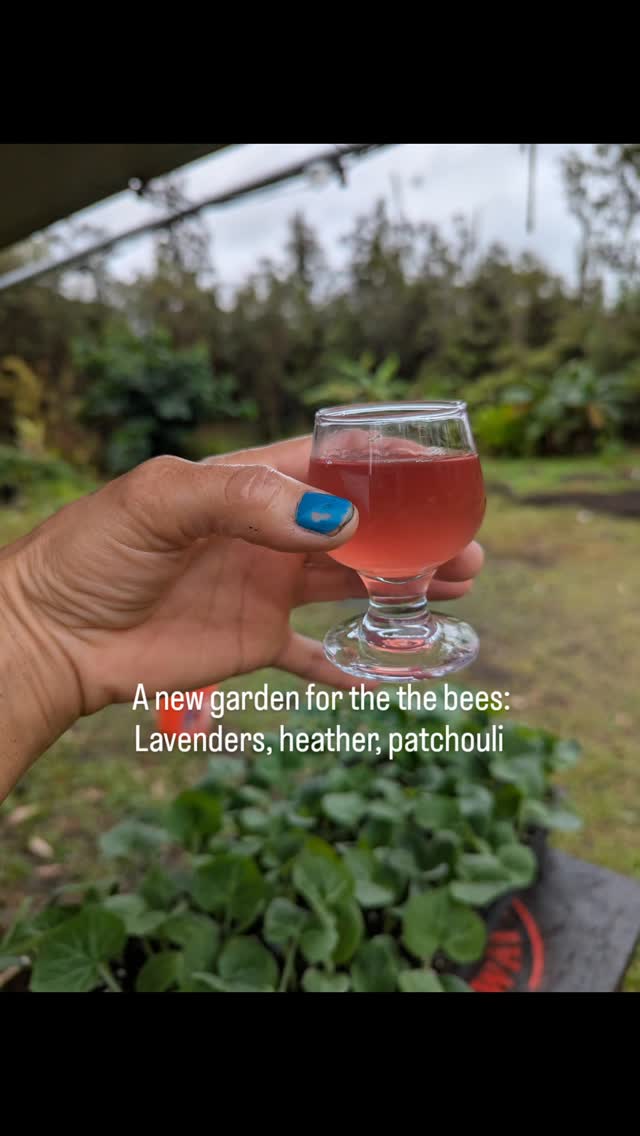 Happy that the rain finally stopped! It's been a crazy couple of days, bunkering down with our furry buddies. Jaboticaba Mead is coming along nicely!!! Finally got some crops in the ground today, kabocha and sweet taters š„³š„³š„³
