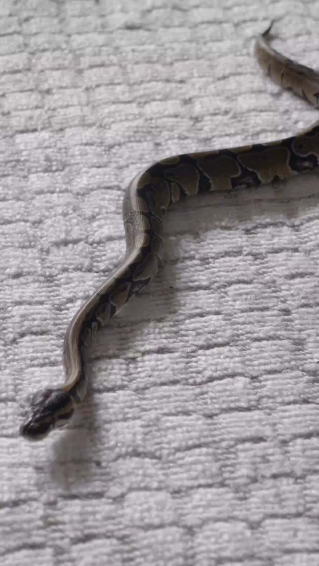 #dopamine #heart #medicine