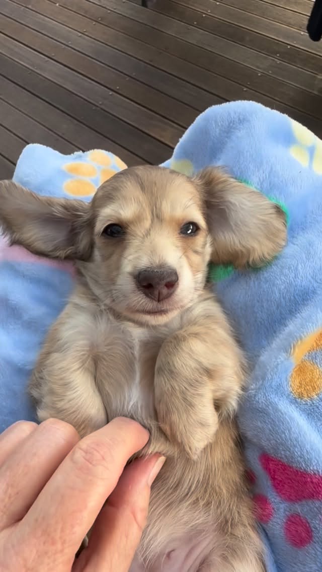 #miniaturedachshundsofinstagram #creambrindledachshund #minidachshund #dachshund