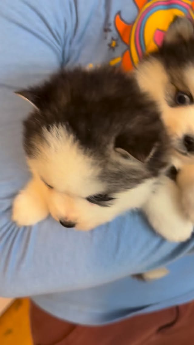 Life is better with puppies!❤️#huskypuppy#pomskypuppy#pups#instapup#puppies