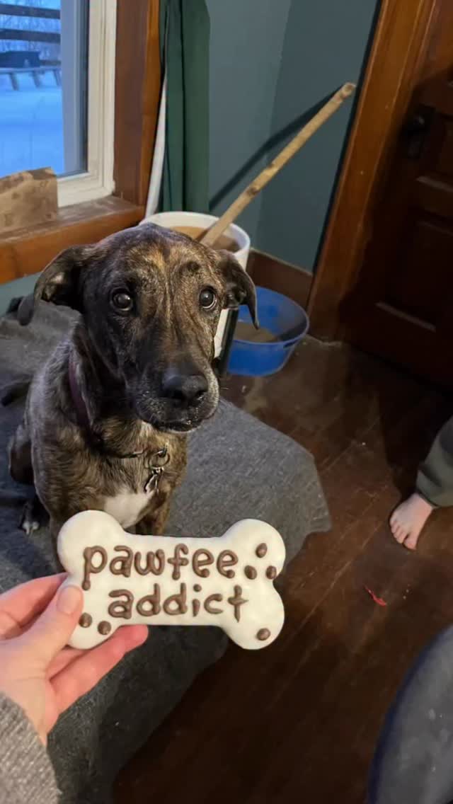 Charlie’s 8th bday on Valentine’s Day! Happy birthday old man! #dogs #mountaincur #thistlehousefarm #carefarm