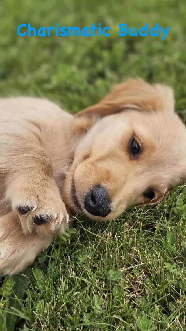 #minidachshundpuppy #miniaturedachshund #creamdachshund #minidachshund #puppies