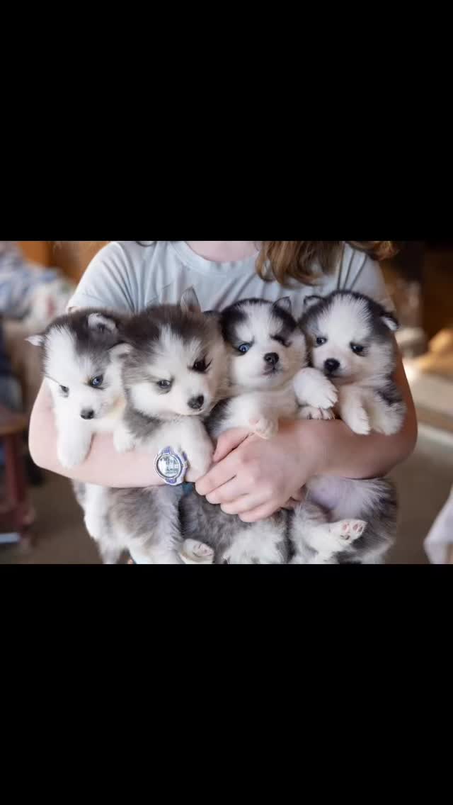 Little mini cuties ❤️#pomskypuppies#huskypuppies#puppylife#pups#instapup