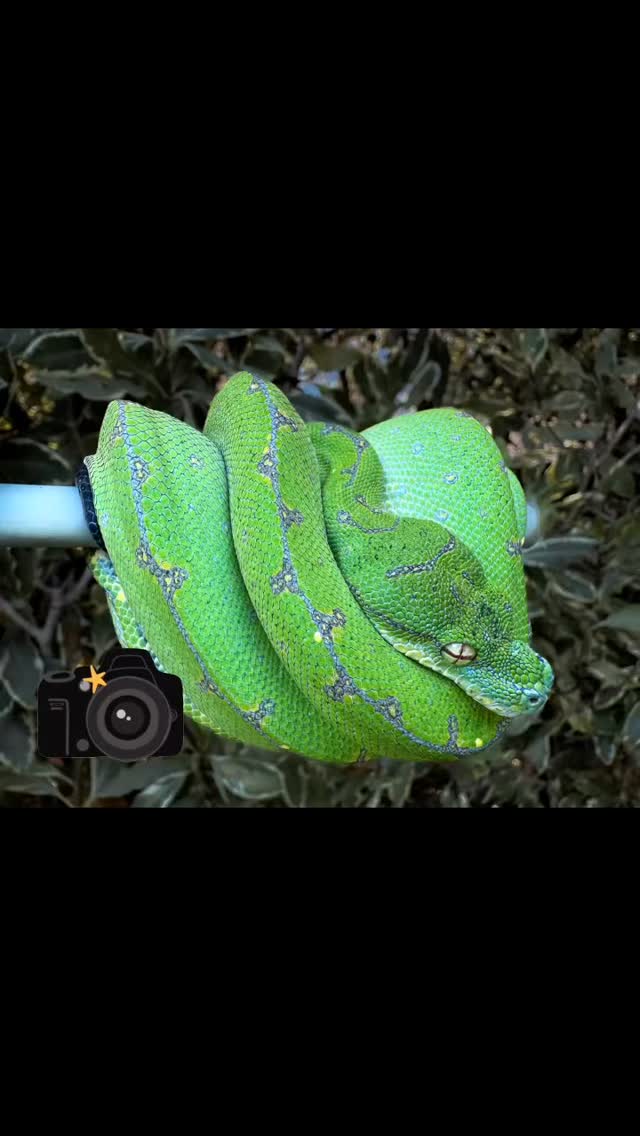 #chondro #greentreepython #snakesofinstagram #chondropython #reptilesofinsta