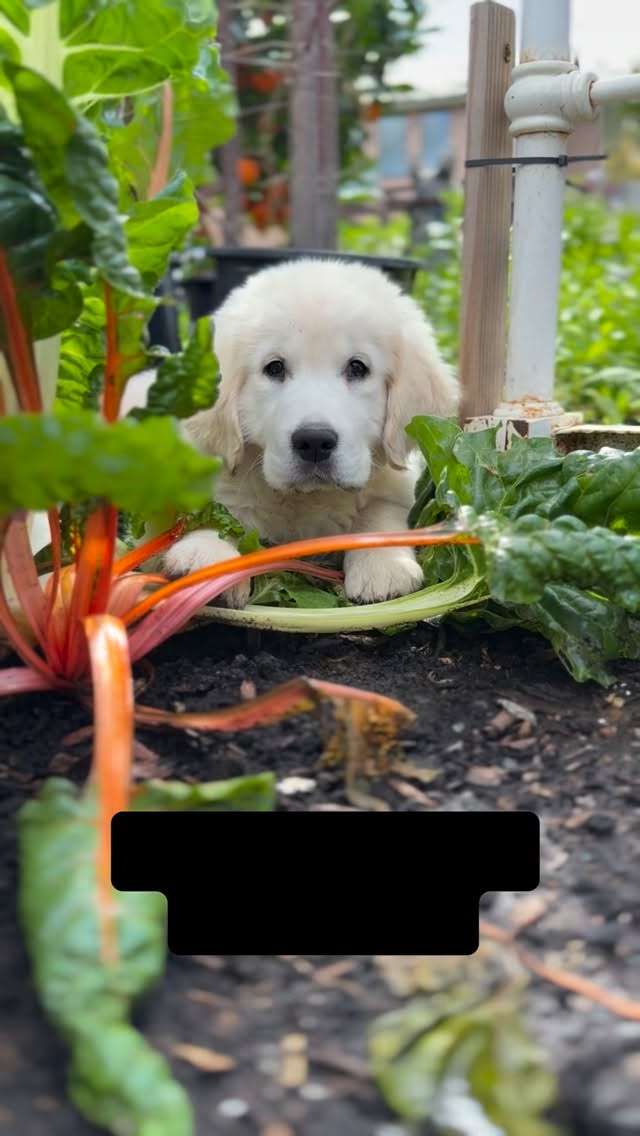 T I L L Y is learning how to be a farm dog 💛🐾
Today she helped plant our summer fairy garden for Farm Camp…
She gently inspected the flowers,
dug a few “improvements,”
played with the barn kitty, HiJinx,
and then fell asleep in the sunshine.
Growing up on a farm means learning the rhythm —
work hard, play hard, nap hard. 🌿✨
She’s practicing for Farm Camp.
She can’t wait to meet her campers.
🌸 Farm Camp at Sugar Sweet Farm
✨ Ages 6–12
💛 Enrollment now open
Link in bio.
https://www.sugarsweetfarm.com/farm-camp
#sugarsweetfarm #encinitas #olivenhain #fairygarden #farmcamp