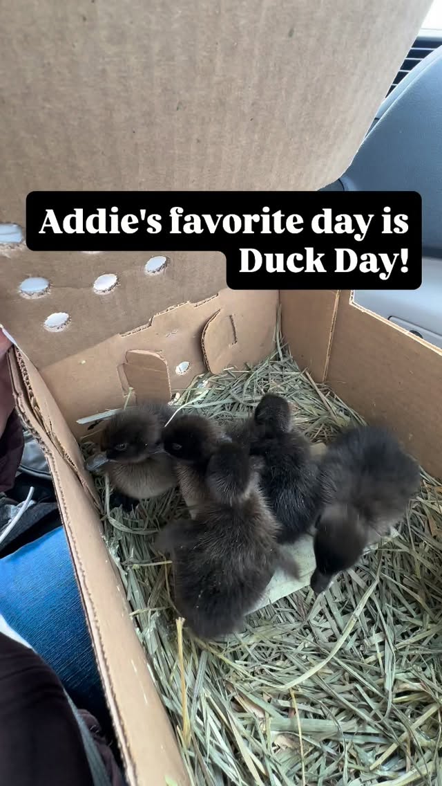 The girls "helped" get ready for the ducklings today! We got 5 Cayuga hens and they are currently all named Daffy. My vote is one needs to be named Wednesday!
The little lady getting pet was asleep and popped up as soon as I quit petting her to get water. She was good. #cayuga #ducks #spookyblackducks #egglayers