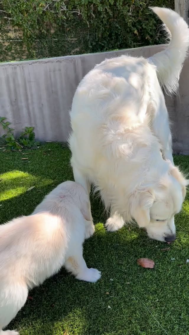 Puppy playtime 🐾💛
#goldenretriever #goldenretrieverpuppy #puppies #goldenretrieverpuppies #puppy