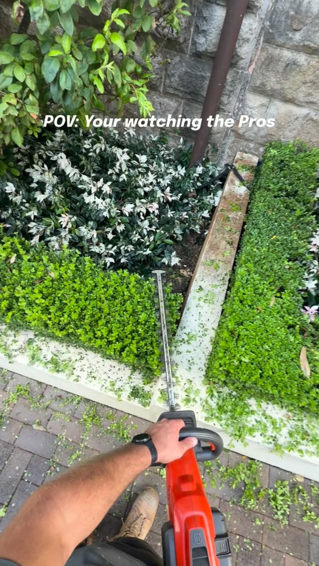 Our maintenance team trimming some “Buxus Microphylla”