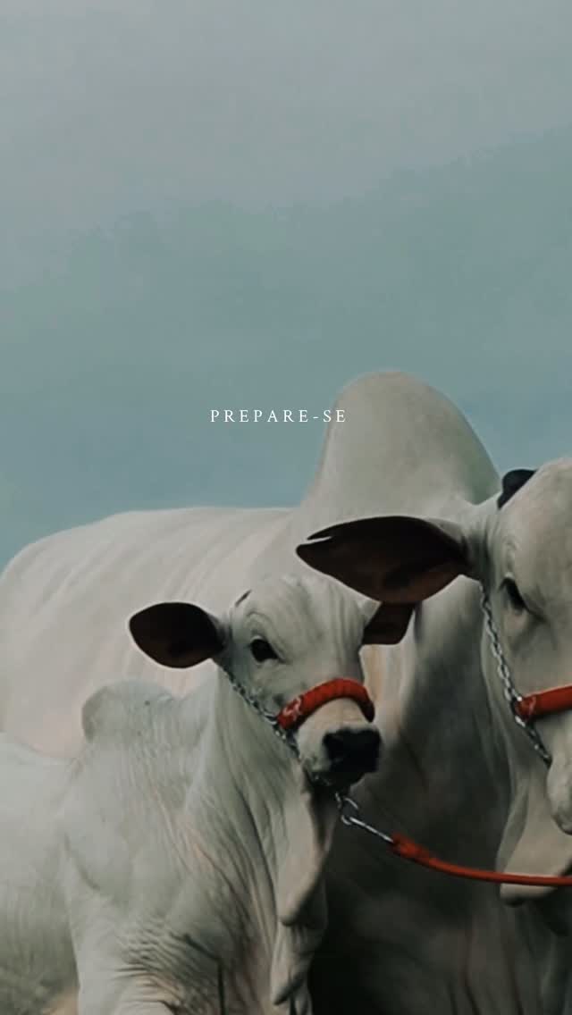 Faltam 03 dias, prepare-se para grades oportunidades dias 23 e 24 de fevereiro.