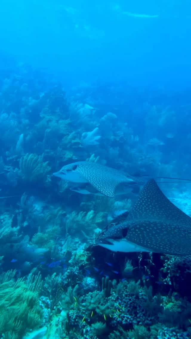 Eagle rays swimming like poetry underwater…while Sophie captures every second with the new #AndroidProShotCase.🌊