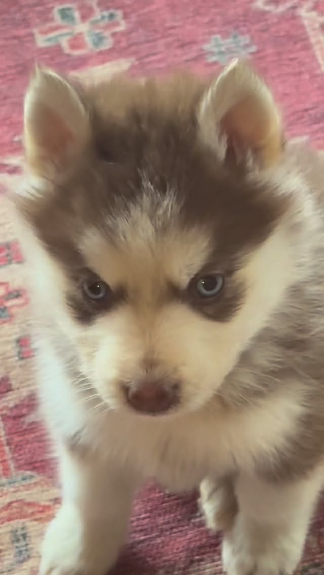 Pretty boy!❤️#chocolate#pomskypuppy#huskypuppy#blueeyes#gooddog