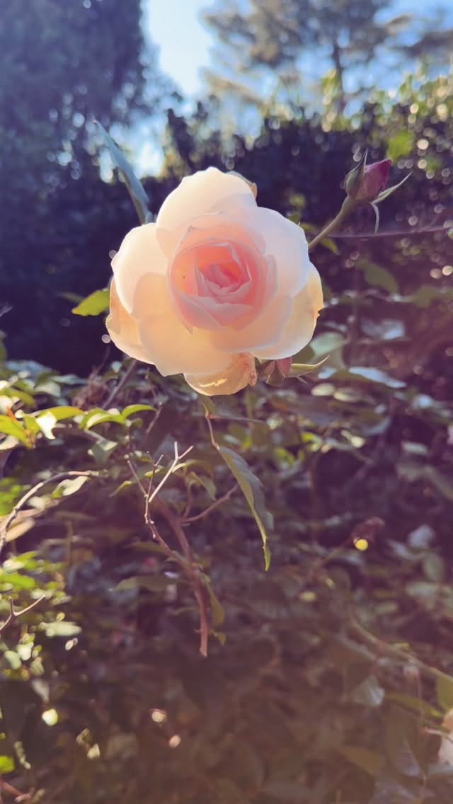 My brain this morning. #stacialoveshair #pomsalon #pomegranatesalon #pomegranatesalondavis #pomsalonfamily