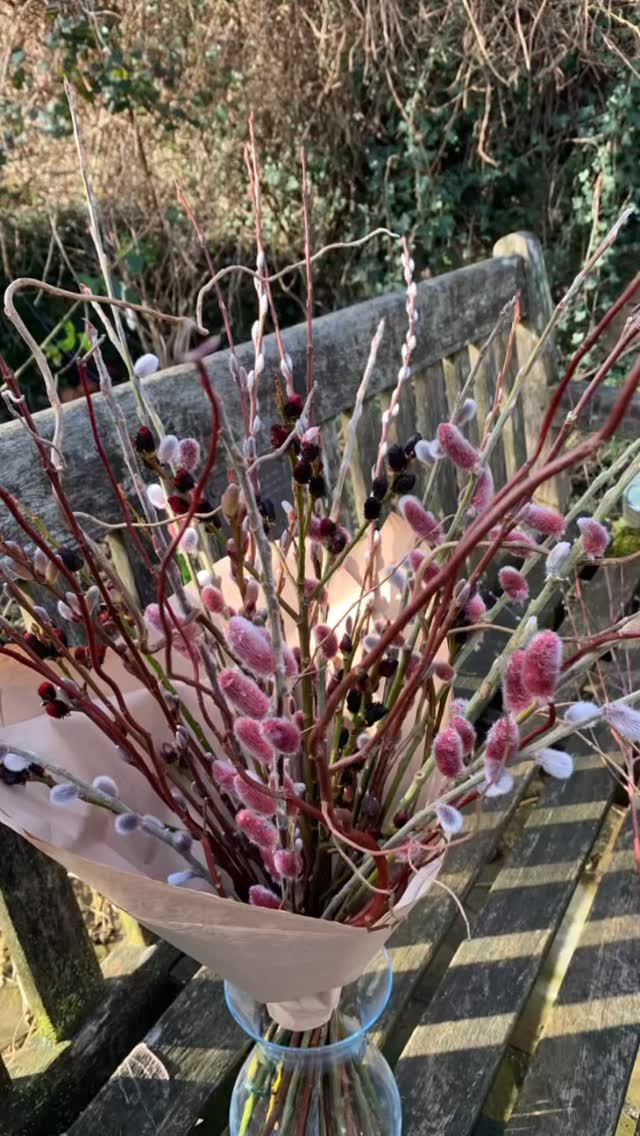 I often hear people talk about ‘pussy willow’ as though it’s a particular variety. Infact some retailers label and sell as though it is, when in fact ALL willows (there are 100s of varieties) produce pussy willow type catkins.
Gorgeous catkins in an array of shapes, sizes and colours, burst out of their tiny sheaths from November to April.
Willow isn’t just for Basketry work. It can be just as decorative in the garden as it is in a vase.
If you purchased my florists choice mix of willow cuttings this year, this is what you can expect to be cutting next spring 😊
#willow #willowgrower #catkins #pussywillow #salix