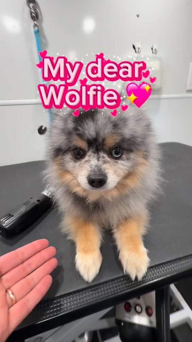 Wolfie is such a special and beautiful Pomeranian! I’ve been grooming him since he was a tiny, tiny puppy. #pomeranian #petgrooming #doggrooming #doggroomer