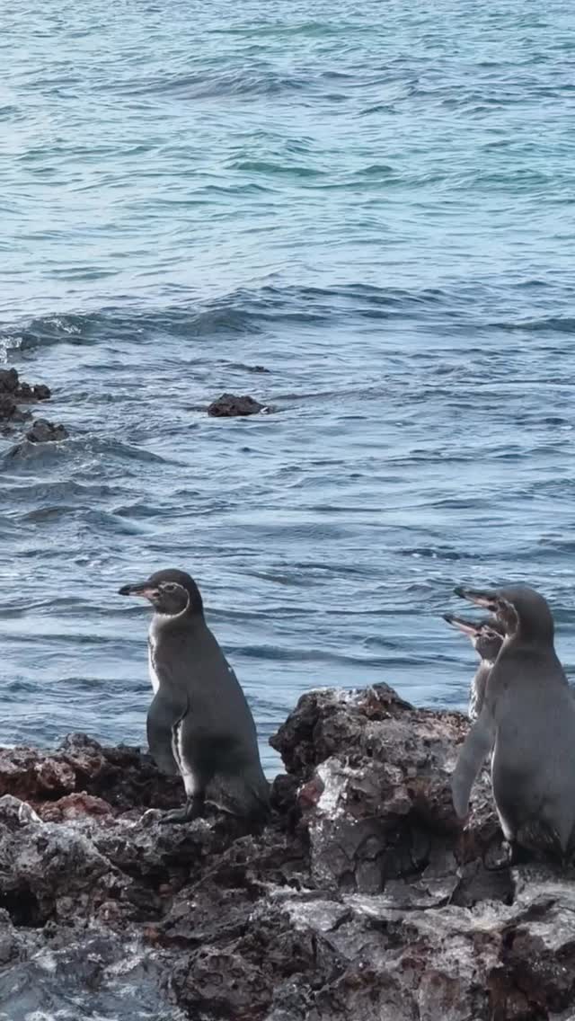 Some of the most unforgettable moments in travel happen when you pause and witness the natural world. It is wild, beautiful, and deeply connected.
Today I’m celebrating the wildlife encounters that reminded me how important it is to protect what makes this planet extraordinary.
#worldwildlifeday #wildlifephotography #myrooftopstories #travelgram