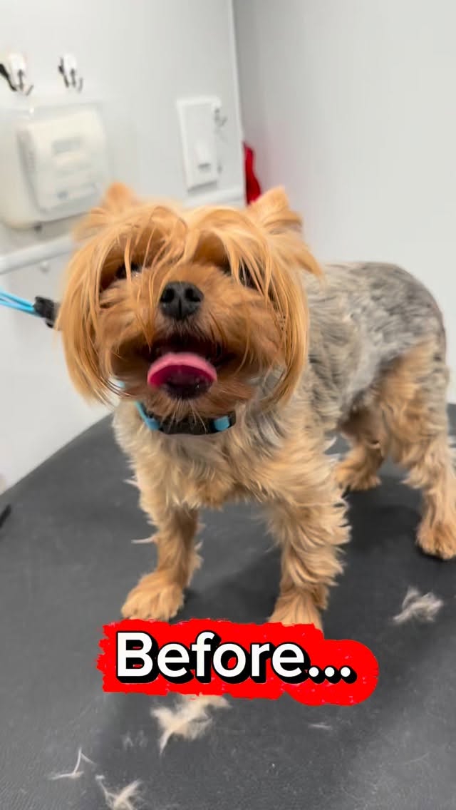 Safari's before and after! This cute as a button female Yorkshire Terrier, or Yorkie for short, is on a regular monthly grooming schedule. I think she was just having a bad hairday ๐ I love you, Safari! You're a good girl! ๐ #yorkie #yorkshireterrier #petgrooming #beforeandafter #doggroomer