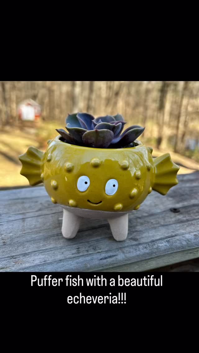 Oh my goodness, are these not the cutest things ever? Available for pickup @hairenvy_vicksburg_ or delivery.#soilandsucculents #vicksburgmississippi #sidehustle