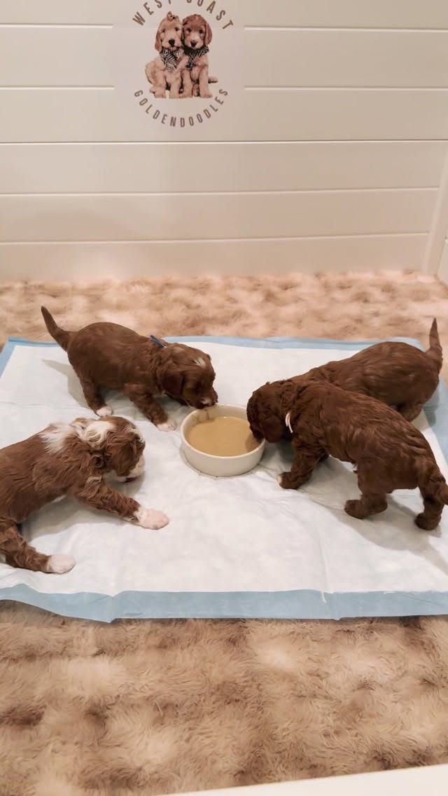 Turn the Sound On 🥣🐶
This is such a special milestone in our nursery. Beginning at four weeks our sweet babies learn how to eat on their own, exploring new textures, new smells, and new independence.
We begin with a soft, nutrient-dense homemade gruel to gently transition from mama’s milk. It supports their growing bodies while building confidence and curiosity.
Every milestone is handled with care so their forever families receive puppies who are prepared, secure, and thriving. 🤍
From nursing… to their very first bowl. 🥹🤍
Watching these babies grow is beautiful to witness.
.
.
.
.
.
#puppyfood #goldendoodles #puppytrainingtips #puppies #puppymush