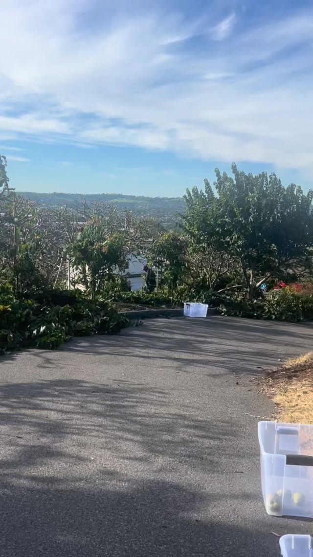 Tomorrow, March 1 — only!
Our cherimoya trees are already pruned, and we’re clearing out the last of the season at $4/lb. Come grab what’s left between 12:30 and 3:30.
Then head to the guava rows where U‑pick is wide open and the trees are still bursting with fruit.
Your once‑a‑year fire‑sale moment at La Villa Sulla Collina.