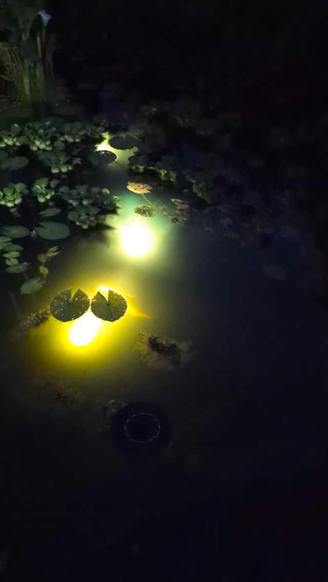 Tonight at Kvasirs Mead pond
Residents are:
Christopher, Billy, Joel and Divine
Feels like a bit of magic in the air.