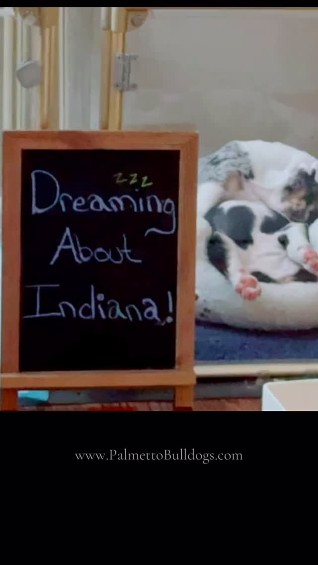 #palmettobulldogs #puppy #bulldog #englishbulldog #love