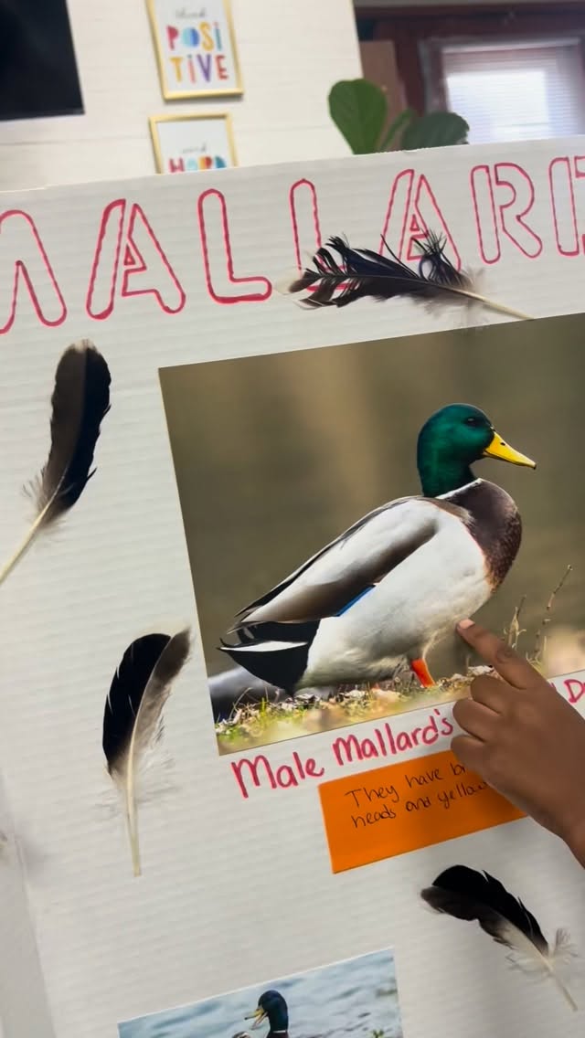 Our students did an amazing job following the directions for The Bird Project and Its Habitat!!! 👏🏾👏🏾👏🏾
The only directions they had were to be as creative as they wanted to be in displaying how and where their chosen bird lived.
It proves that whenever you allow children to use their creativity and imagination, you never know whether their minds will take them!
Great job children and families!