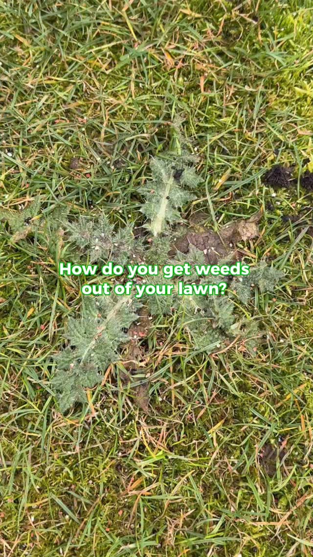 Our weedXtractor is not here to mess about. It really is as simple as that to get weeds out of your lawn 🌱👌
#weeds #gardening #lawn #lawncare #gardeninglife